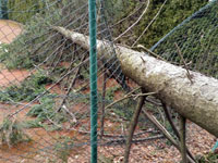 Spadl strom na plot