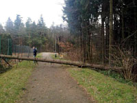 Spadlý strom přes cestu