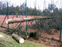 Spadlý strom na plot