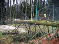 Spadlý strom na plotA