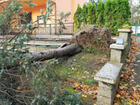 Spadlý strom na centrálním dvorci
