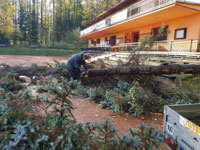 René při řezání stromu