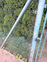 Prořezaný plot